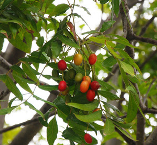 Harpephyllum caffrum - Wild Plum Seeds Harpephyllum caffrum - Wild Plum Seeds