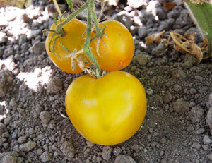 Lime Green Salad Tomato Seeds