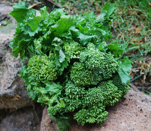 de Rapa Broccoli Seeds