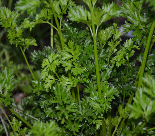 Curled Celery