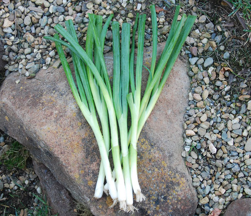 He Shi Ko Bunching Onion Seeds