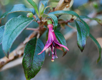 Fuchsia excorticata - New Zealand Tree Fuchsia Seeds