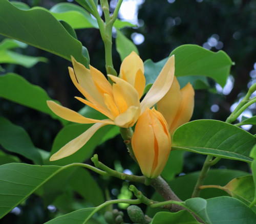 Michelia champaca - Michelia, Perfume Tree Seeds