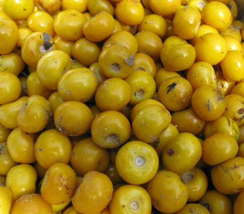 Byrsonima crassifolia - Nance Seeds