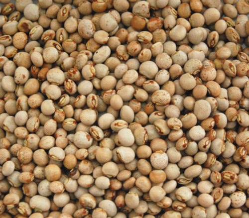 Cajanus cajan - Pigeon Pea Seeds