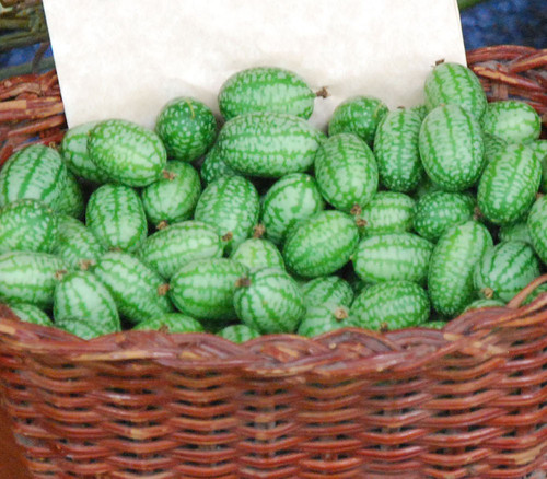 Melothria scabra - Mexican Sour Cucumber Seeds