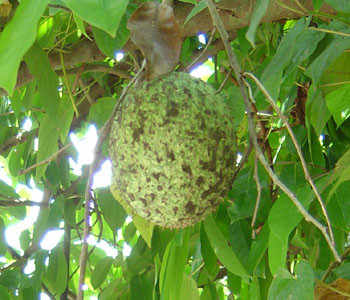 Annona montana - Mountain Soursop Seeds