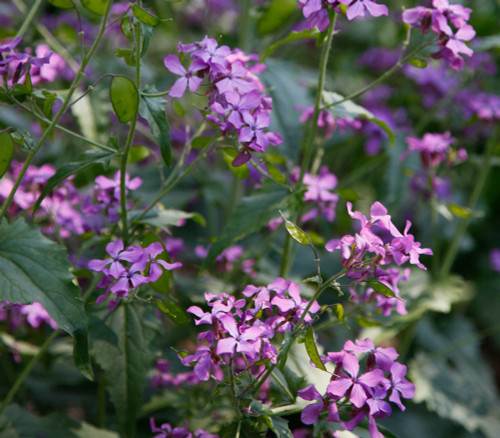Lunaria annua - Money Plant Seeds Lunaria annua - Money Plant Seeds