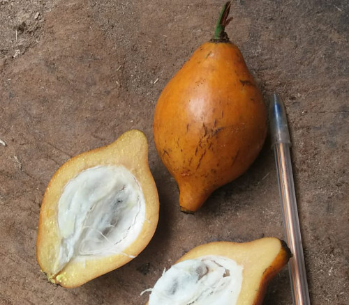Garcinia macrophylla - Bacuripari Seeds