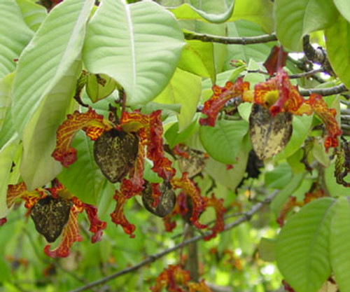 Monodora myristica - Calabash Nutmeg Seeds Monodora myristica - Calabash Nutmeg Seeds