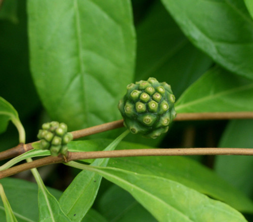 Morinda royoc - Mouse's Pineapple Seeds Morinda royoc - Mouse's Pineapple Seeds