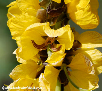 Cassia didymobotrya - Popcorn Cassia Seeds