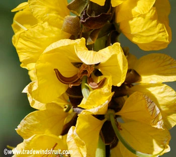Cassia didymobotrya - Popcorn Cassia Seeds