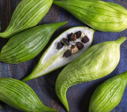 Cyclanthera pedata var edulis - Acchocha Seeds