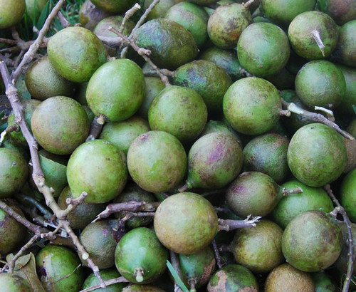 Melicoccus bijugatus - Spanish Lime Seeds
