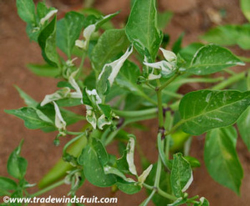 Fish Pepper Seeds Fish Pepper Seeds