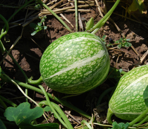 Cucurbita ficifolia - Fig-Leafed Gourd Seeds