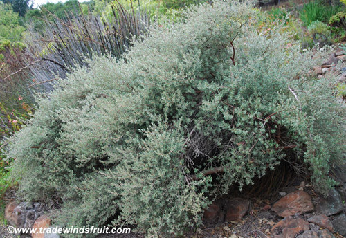 Diospyros austroafricana - South African Star Apple Seeds