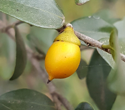 Diospyros natalensis - Small Leafed Jackal Berry Seeds