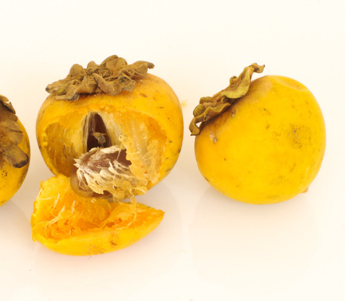 Diospyros mespiliformis - Jackalberry Seeds