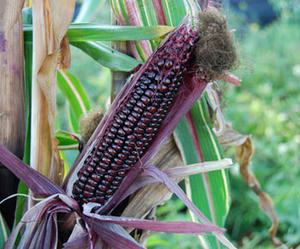 Japonica Striped Maize Seeds