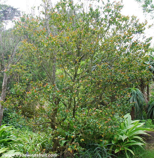Diospyros whyteana - Bladdernut Seeds