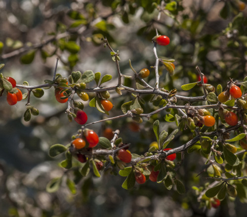 Lycium exsertum - Desert Wolfberry Seeds Lycium exsertum - Desert Wolfberry Seeds