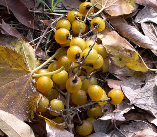 Sapindus drummondii - Western Soapberry Seeds