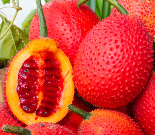 Momordica cochinchinensis - Gac Seeds