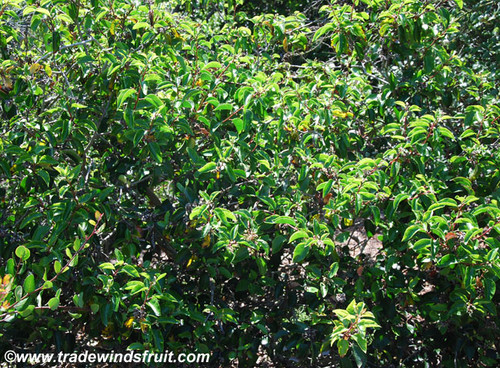 Rhus ovata - Sugar Bush Seeds