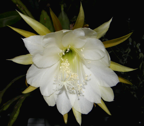 Selenicereus grandiflorus - Queen of the Night Seeds