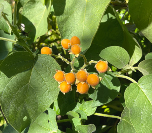 Cyphomandra abutiloides - Dwarf Tamarillo Seeds