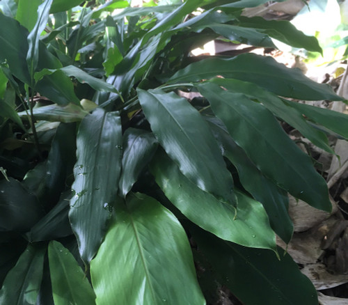 Amomum subulatum - Black Cardamom Seeds Amomum subulatum - Black Cardamom Seeds
