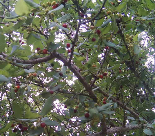 Berchemia zeyheri - Pink Ivory Seeds