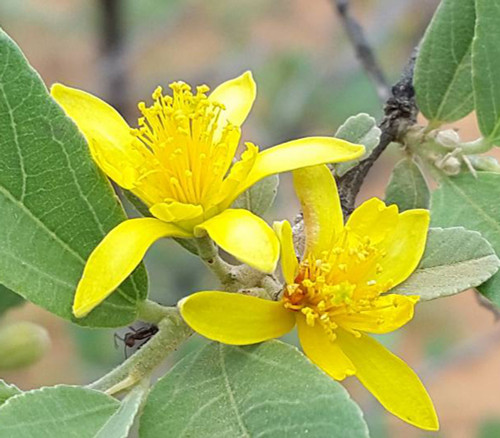 Grewia flava - Brandy Bush Seeds Grewia flava - Brandy Bush Seeds