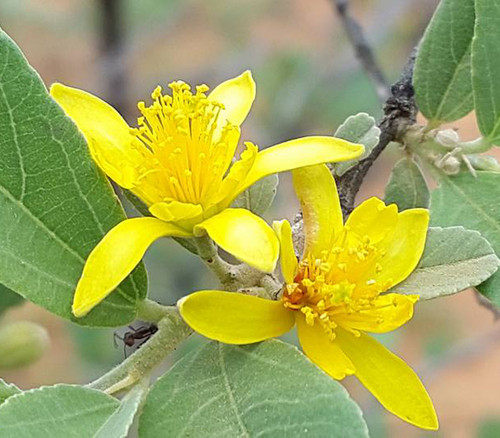 Grewia flava - Brandy Bush Seeds