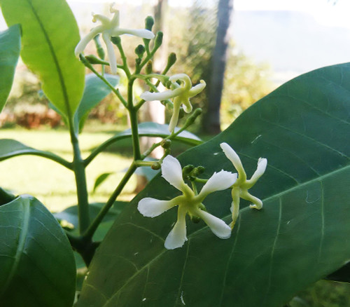 Tabernaemontana elegans - Toad Tree Seeds Tabernaemontana elegans - Toad Tree Seeds