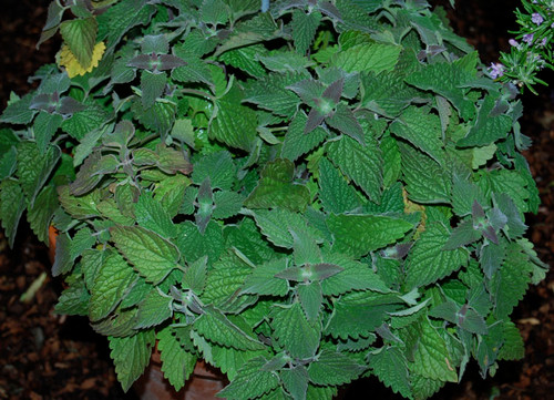 Nepeta cataria - Catnip Seeds