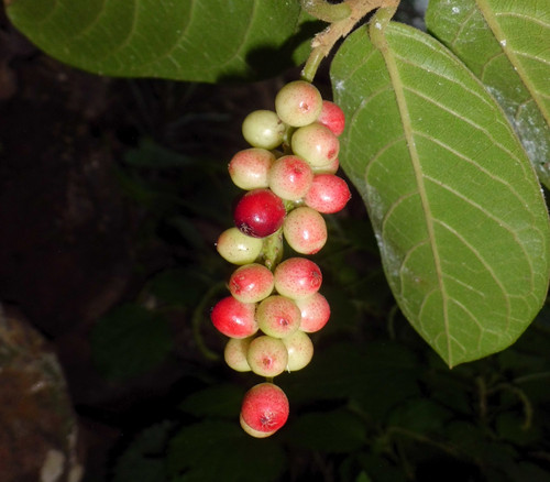 Antidesma venosum - Tassle Berry Seeds