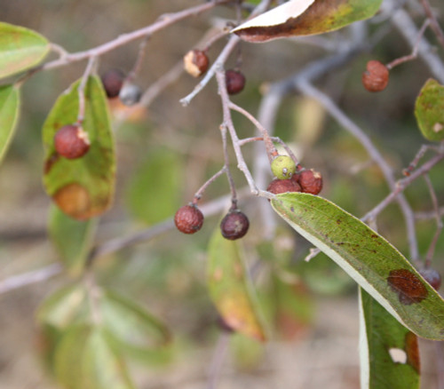 Grewia bicolor - White Raisin Bush Seeds