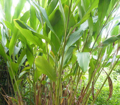 Amomum maximum - Java Cardamom Seeds Amomum maximum - Java Cardamom Seeds