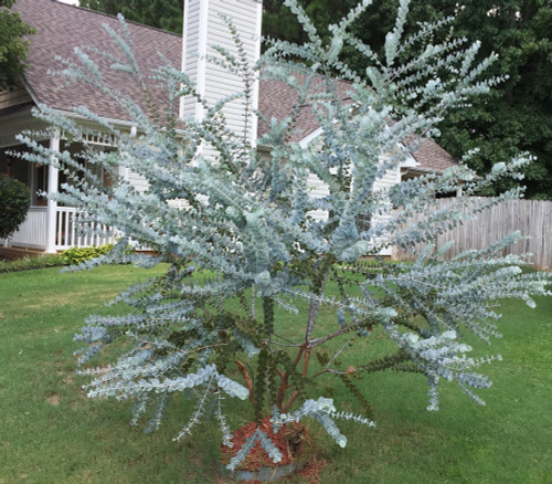 Eucalyptus pulverulenta - Silver Leaved Mountain Gum Seeds