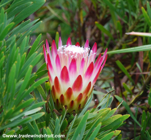 Protea repens - Sugar Bush Protea Seeds