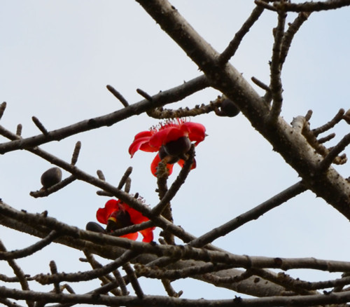 Bombax ceiba - Silk Cotton Tree Seeds Bombax ceiba - Silk Cotton Tree Seeds