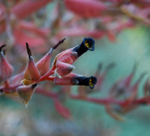 Puya micrantha - Bolivian Puya Seeds