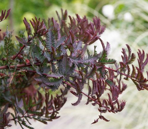 Acacia baileyana var purpurea - Purple Leafed Cootamundra Wattle Seeds