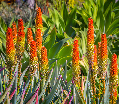 Aloe ferox - Cape Aloe Seeds