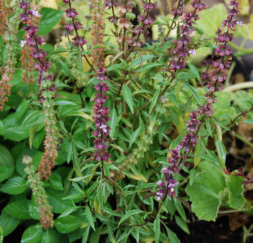 Ocimum basilicum - New Guinea Basil Seeds