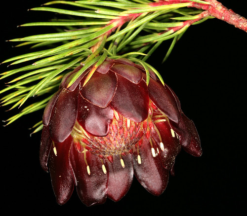 Protea nana - Shy Rose Protea Seeds