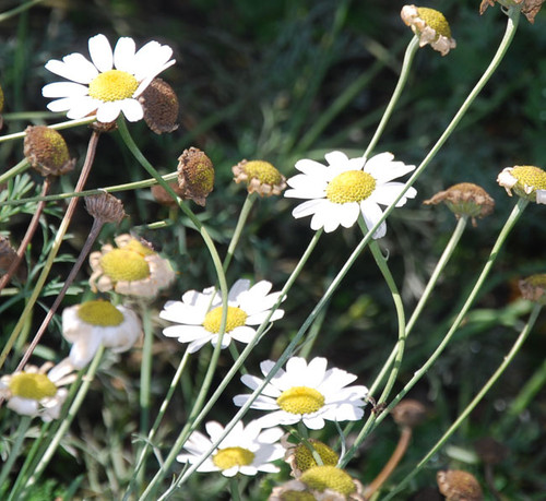 Chrysanthemum cinerariifolium - Pyrethrum Seeds